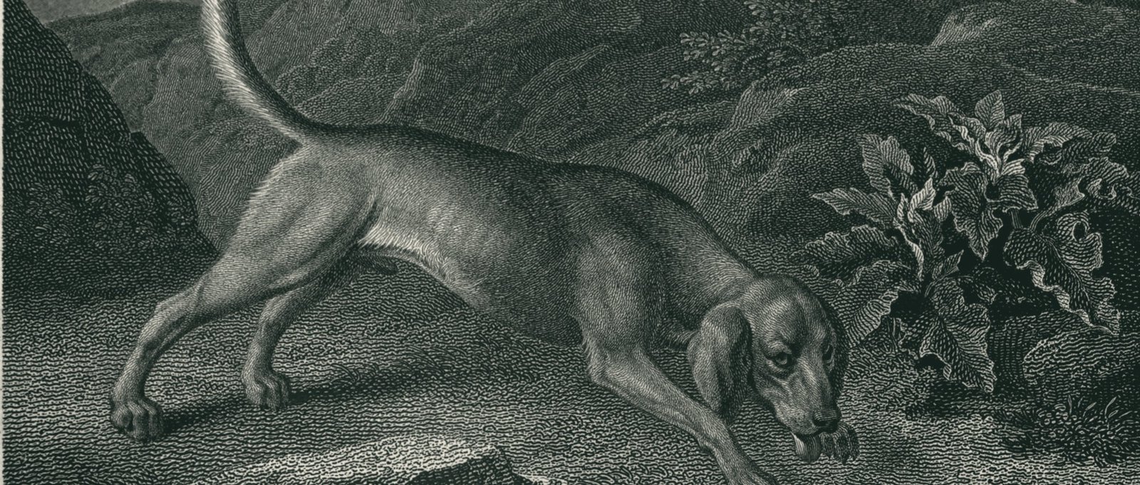 Steel engraving of a bloodhound tracking a scent, 1831
